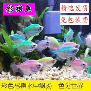 七彩神仙魚和龍魚混養方法圖解：七彩神仙魚與龍魚混養方法