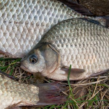 龍魚是否可以吃鯽魚？：龍魚可以吃鯽魚嗎