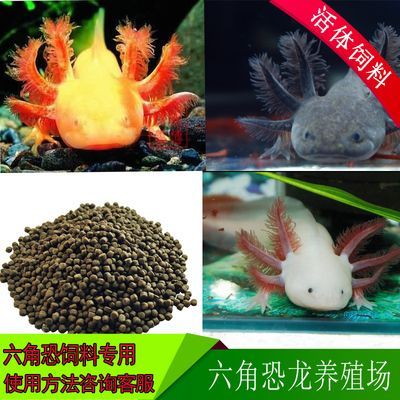 六角恐龍魚飼料可以喂金魚嗎，六角恐龍魚飼料喂金魚的風(fēng)險(xiǎn)