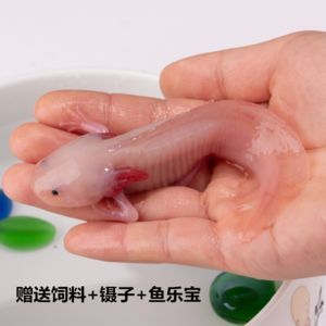 六角恐龍魚飼料可以喂金魚嗎，六角恐龍魚飼料喂金魚的風(fēng)險(xiǎn)