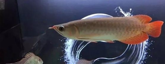 龍魚撞缸嘴巴受傷