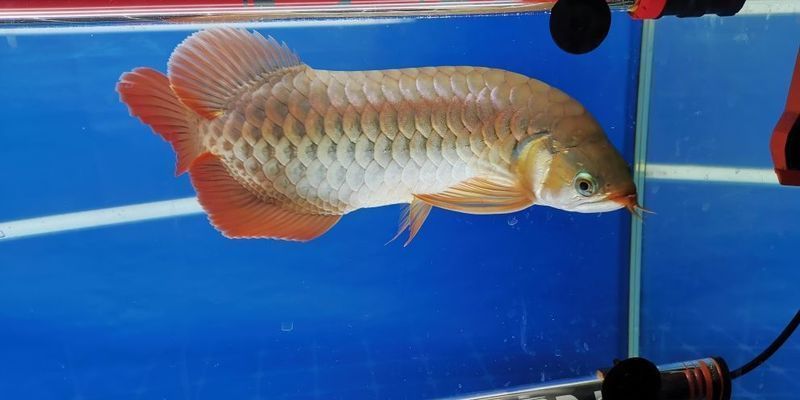 龍魚(yú)ph6.0：第28屆中國(guó)國(guó)際寵物水族展覽會(huì)5.74k2祥龍魚(yú)場(chǎng)介紹