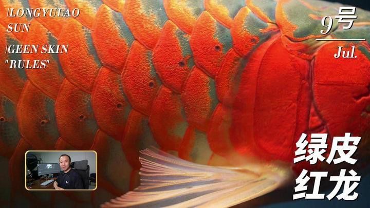 如何區(qū)分綠皮紅龍魚的品質(zhì)？