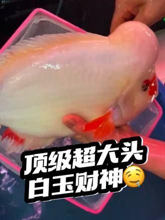 白玉龍魚圖片欣賞視頻
