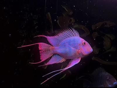 變異鳳凰龍魚，變異鳳凰龍魚市場價格趨勢變異鳳凰龍魚與其他品種比較
