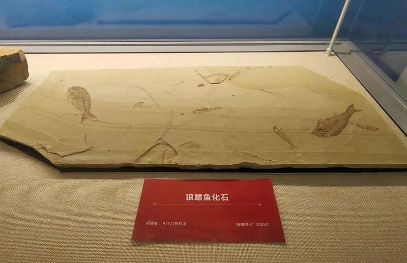 恐龍時代最古老的魚