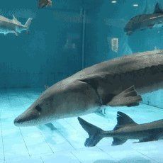 恐龍時代最古老的魚