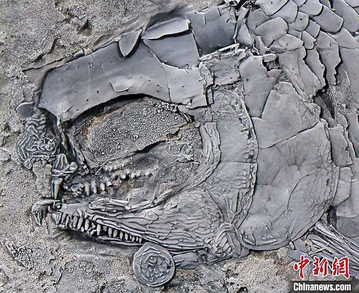 恐龍時代最古老的魚