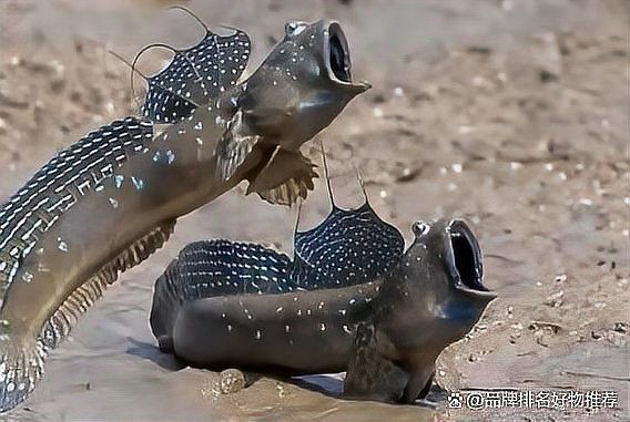 恐龍時代最古老的魚