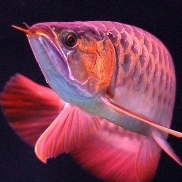 紅龍魚怎么畫兒童簡筆畫（紅龍魚兒童簡筆畫圖片大全）