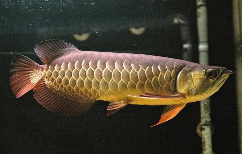 紅尾龍魚圖片大全高清