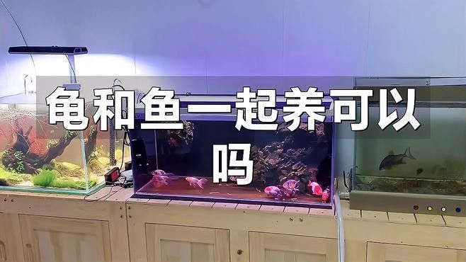 銀龍魚和黃頭龜混養好不好看