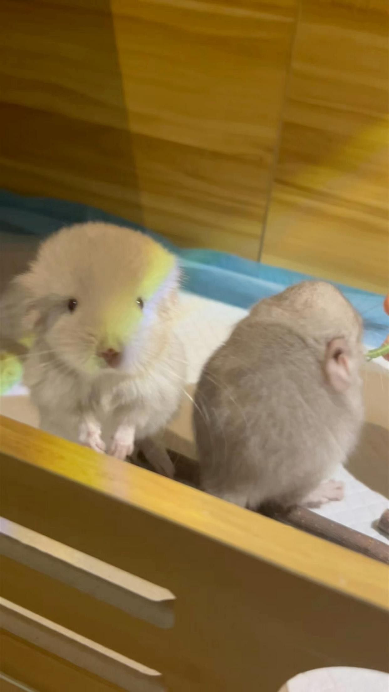 如何訓練貓與龍貓和平共處？