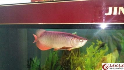 家有金龍魚的擺放方法：金龍魚擺件擺放方法和注意事項金龍魚擺件的擺放方法和注意事項
