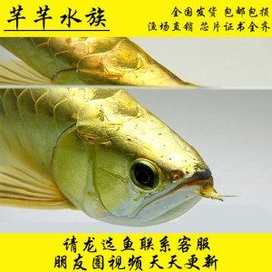紅龍魚分過背和高背嗎：如何辨別紅龍魚過背和高背