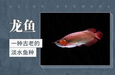 龍魚是不是淡水魚：龍魚是淡水魚嗎？