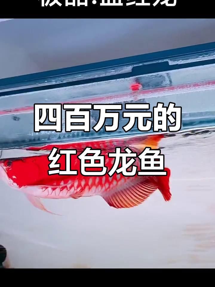 小紅龍最貴三個(gè)顏色 龍魚百科 第1張 小紅龍最貴三個(gè)顏色 小紅龍最貴三個(gè)顏色 龍魚百科 第1張