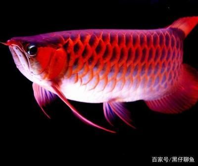 龍魚發色從什么部位開始發色的：龍魚發色期的飲食指南,龍魚發色停止怎么辦