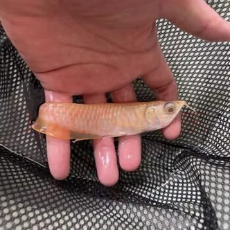 金龍魚幼崽圖片