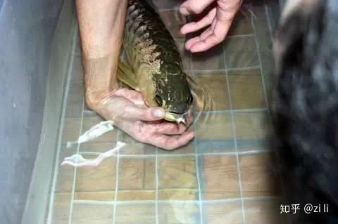 金龍魚幼崽圖片