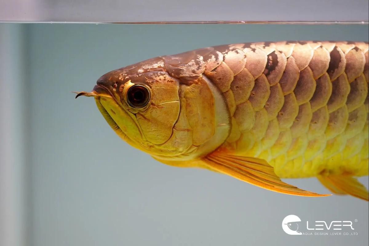 金龍魚為什么那么貴啊圖片