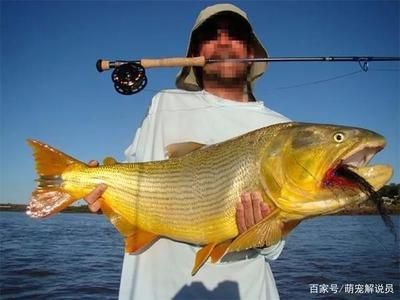 黃金河虎魚能和龍魚混養(yǎng)嗎？：黃金河虎魚和龍魚在一定條件下可以混養(yǎng)嗎黃金河虎魚能和龍魚混養(yǎng)嗎