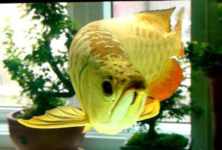 觀賞魚種類金龍魚（金龍魚與其他龍魚的市場價格走勢如何辨別金龍魚的品質(zhì)）