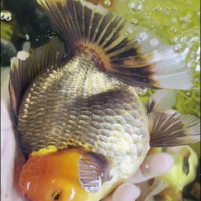 觀賞魚種類金龍魚（金龍魚與其他龍魚的市場價格走勢如何辨別金龍魚的品質(zhì)）