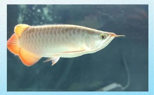 龍魚腸炎恢復期間需要停食嗎？