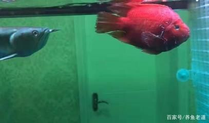 養銀龍魚和鸚鵡魚魚缸里放什么最好：養銀龍魚和鸚鵡魚缸里放什么最好