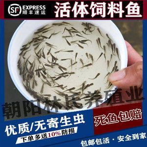 如何讓銀龍魚(yú)吃專(zhuān)用飼料（如何讓銀龍魚(yú)接受專(zhuān)用飼料）