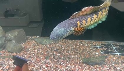 雷龍魚常見寄生蟲類型及癥狀：雷龍魚常見的寄生蟲有哪些