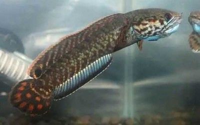雷龍魚常見寄生蟲類型及癥狀：雷龍魚常見的寄生蟲有哪些