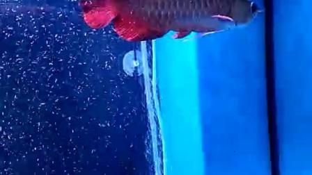 武吉美拉金龍魚(yú)特點(diǎn)：武吉美拉金龍魚(yú)的一些特點(diǎn)