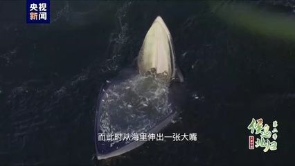 龍魚混養的最佳配魚時間：龍魚混養的最佳配魚，打造和諧水族箱的完美選擇