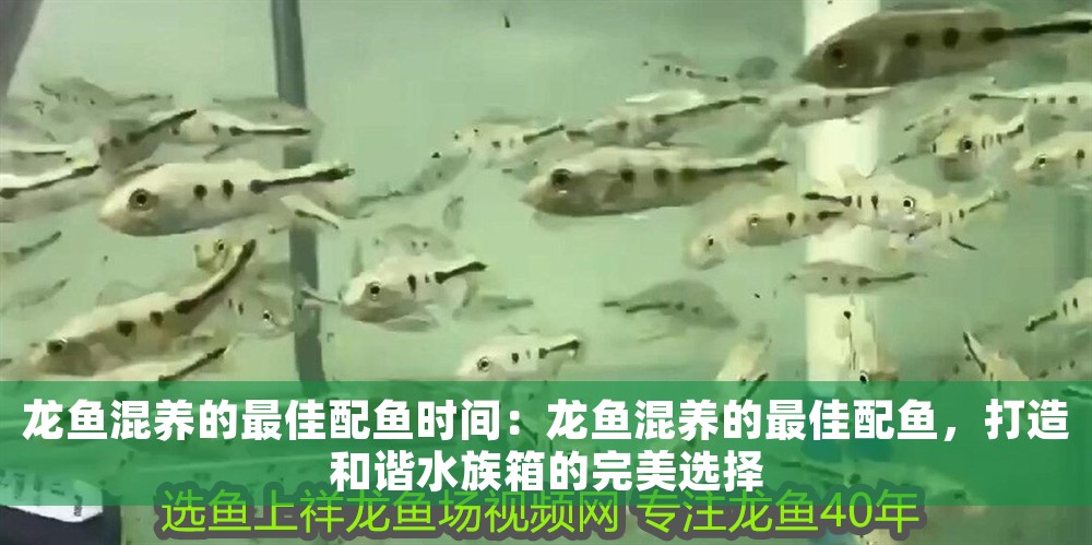 龍魚混養的最佳配魚時間：龍魚混養的最佳配魚，打造和諧水族箱的完美選擇