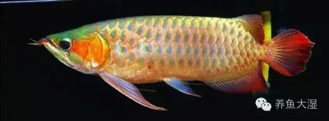 綠皮辣椒龍魚的生長潛力主要受限于前三年的飼養(yǎng)條件和后期的精心養(yǎng)護：綠皮辣椒龍魚生長潛力主要受限于前三年的飼養(yǎng)條件和后期的精心養(yǎng)護