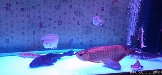 金龍魚kds：金龍魚品牌怎么樣