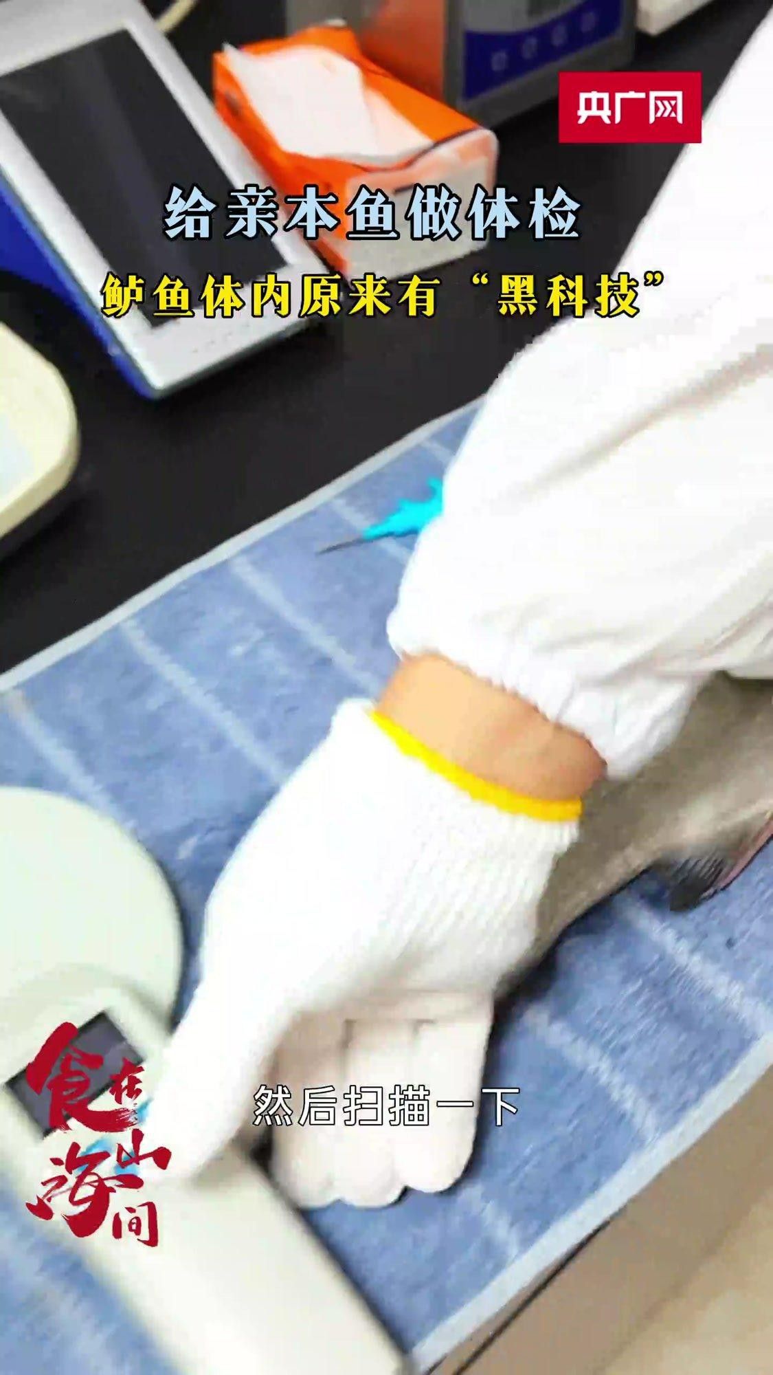 如何區分基因退化的鬼王雷龍魚？