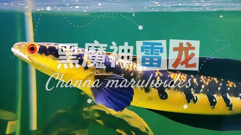 如何區分基因退化的鬼王雷龍魚？