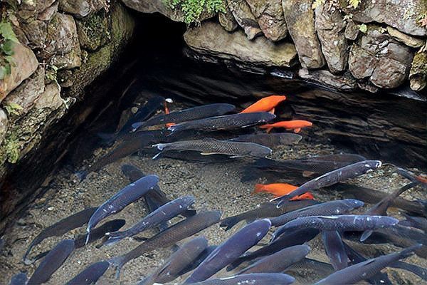 如何區分基因退化的鬼王雷龍魚？