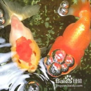 魚缸養魚用什么水養最好小金魚需要照明燈嗎，金魚適宜水溫范圍如何自制魚缸中和液金魚對光照周期需求指南