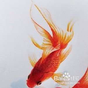 魚缸養魚用什么水養最好小金魚需要照明燈嗎，金魚適宜水溫范圍如何自制魚缸中和液金魚對光照周期需求指南