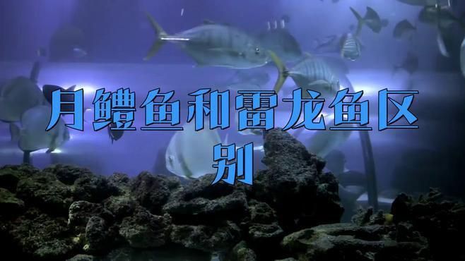如何辨別珍珠赤雷龍和月鱧？