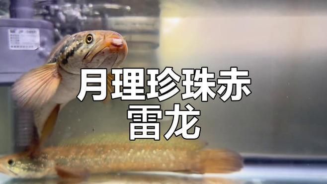 如何辨別珍珠赤雷龍和月鱧？