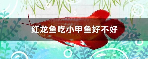 紅龍魚喂甲魚好嗎：紅龍魚吃小甲魚不太好