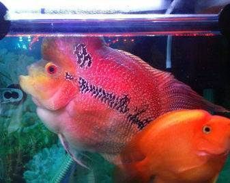 龍魚身上有白斑是什么病：龍魚身上出現白斑可能是由于以下幾種疾病
