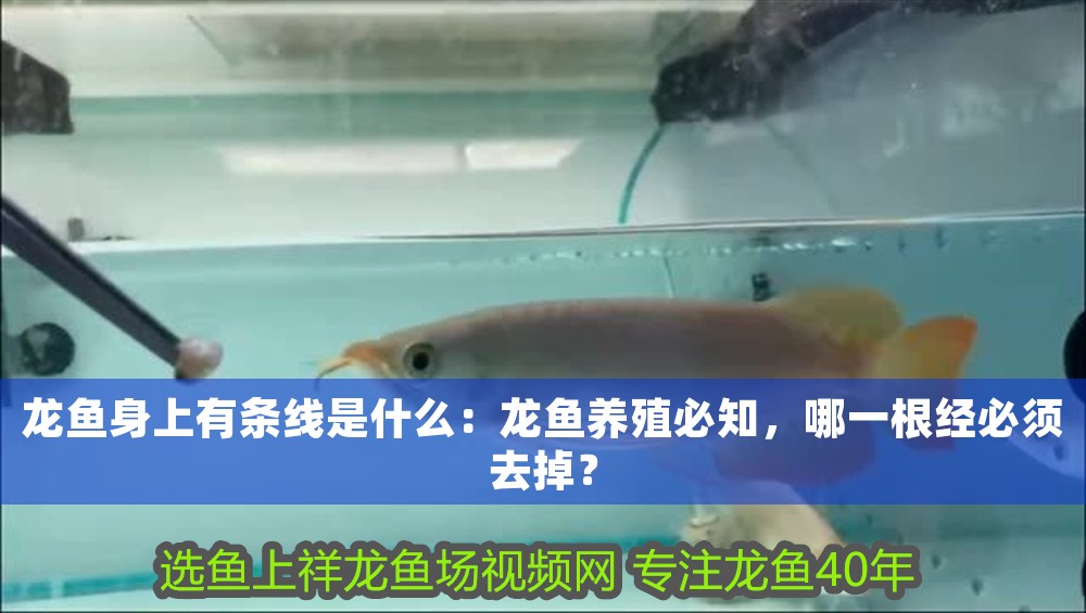 龍魚身上有條線是什么：龍魚養(yǎng)殖必知，哪一根經(jīng)必須去掉？
