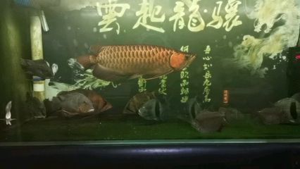 紅龍魚晚上開燈還是關(guān)燈：紅龍魚晚上開燈還是關(guān)燈的詳細(xì)信息