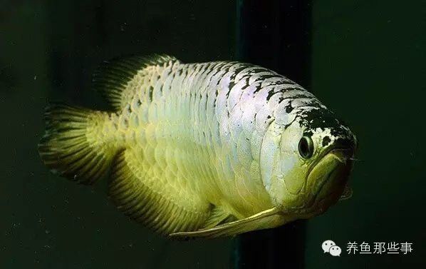 金龍魚適合多少溫度的水？